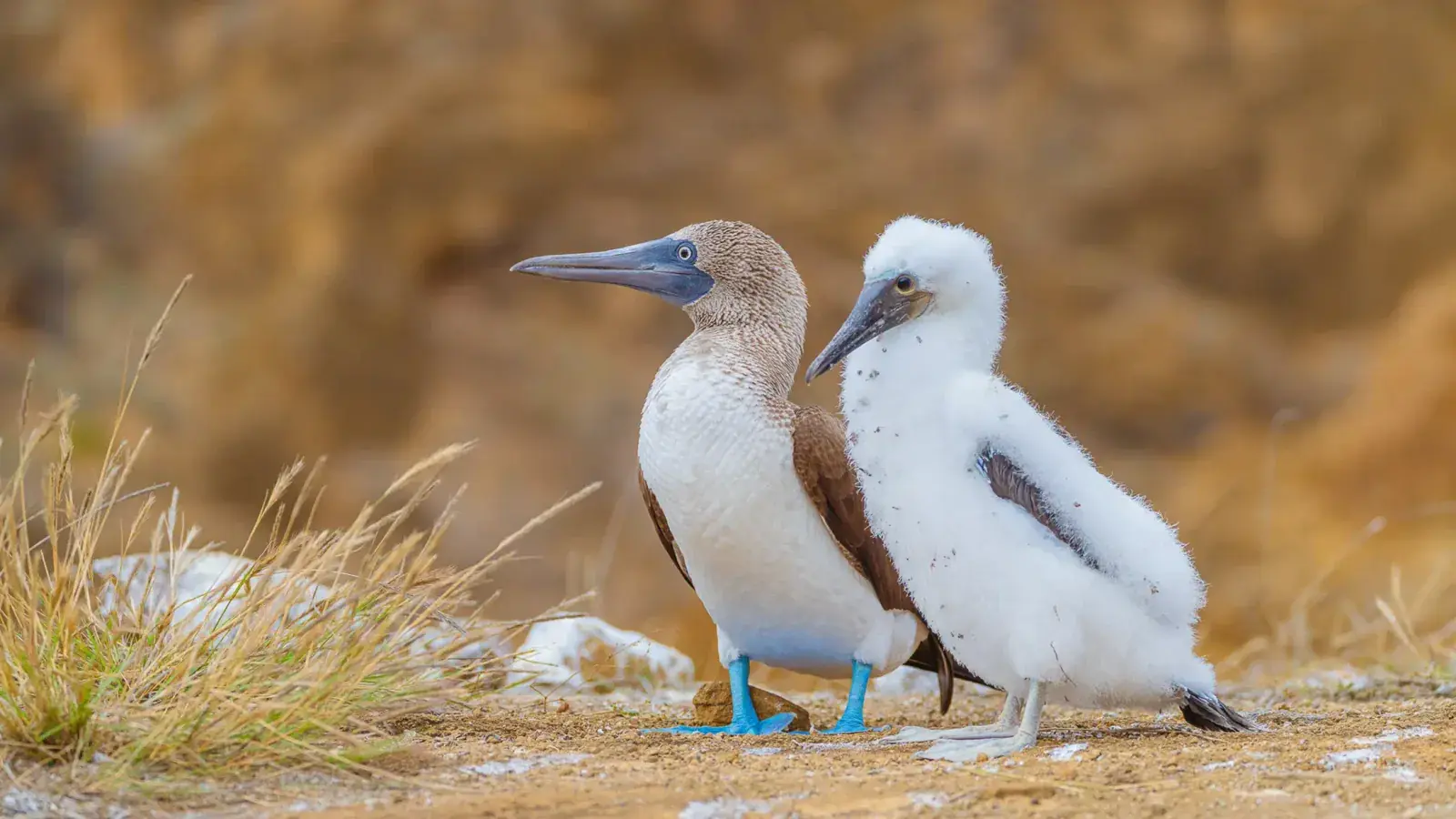 Blue footed boobies