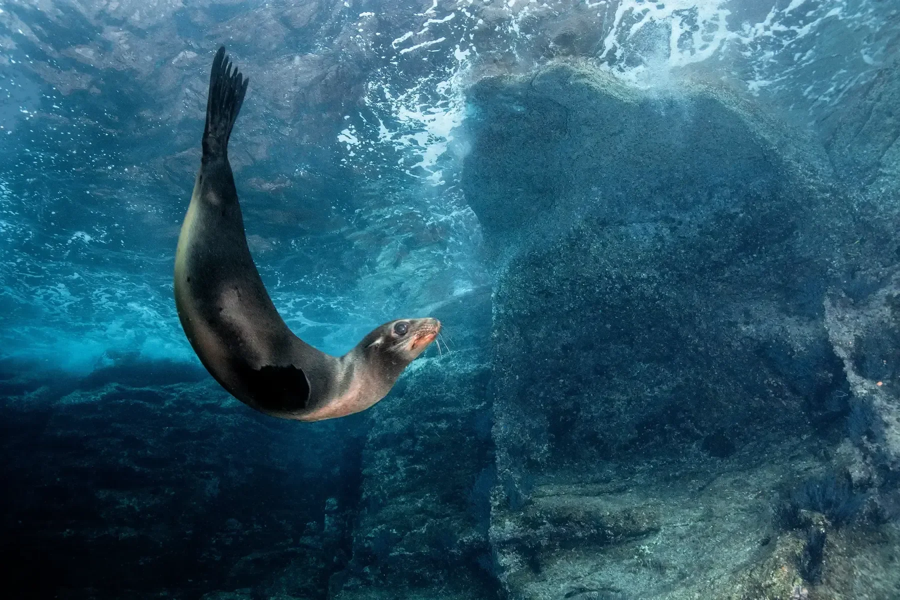 A sea lion plays underwater