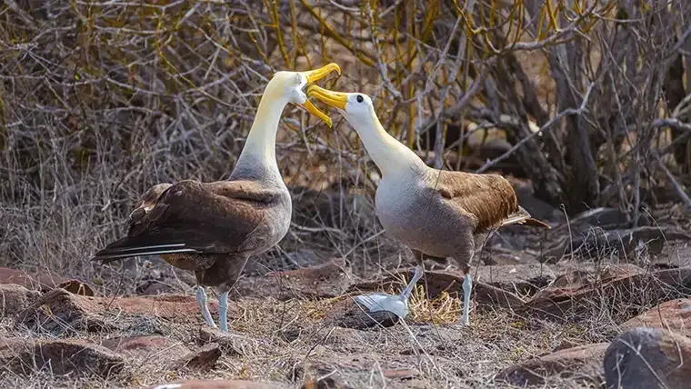 Waved Albatross Española courtship