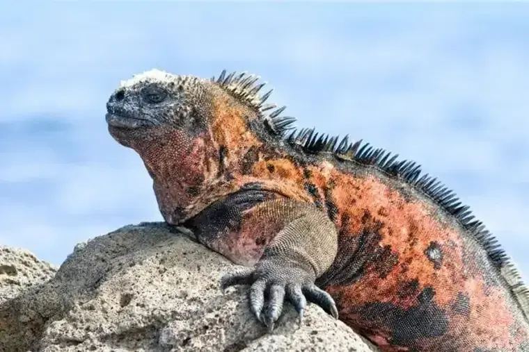 Marine iguanas Fernandina Galápagos