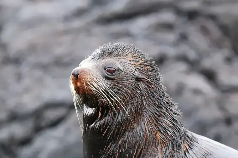 Puerto Egas Santiago fur seals