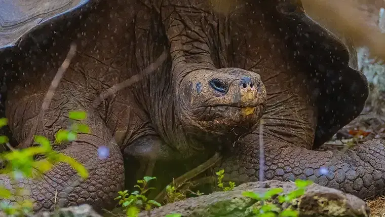 Giant Tortoise Galápagos Highlands