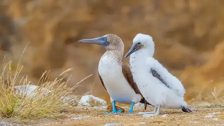 Blue-footed boobies