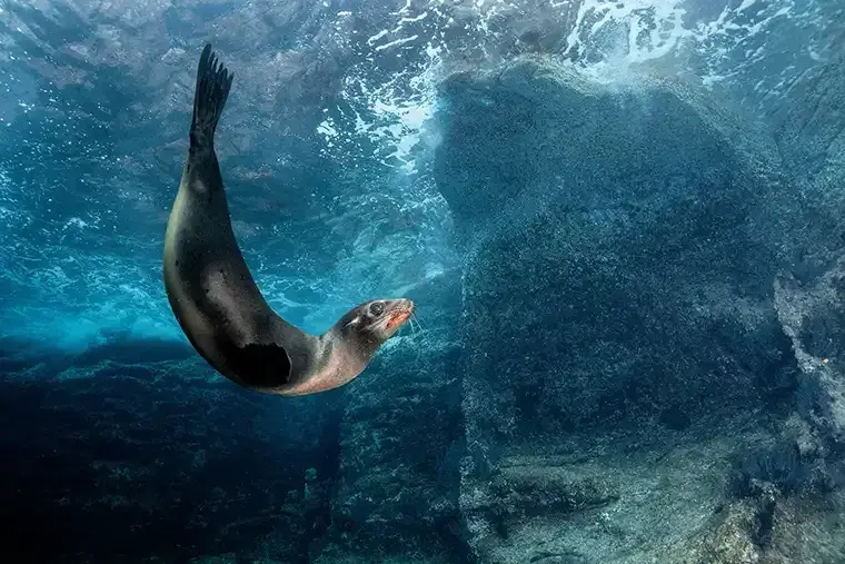 Champion Islet snorkeling sea lions