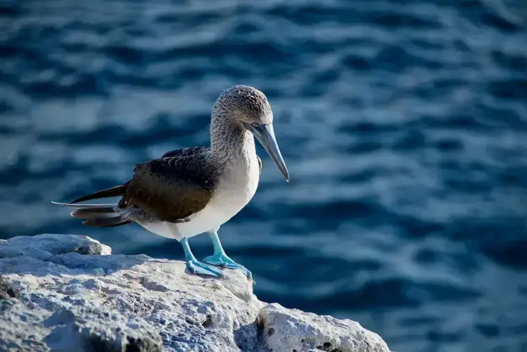 A blue-footed booby perched on a rock in the Galápagos Islands