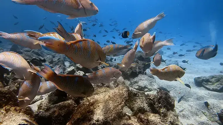 Colorful tropical fish swim in clear waters in the Galápagos Islands