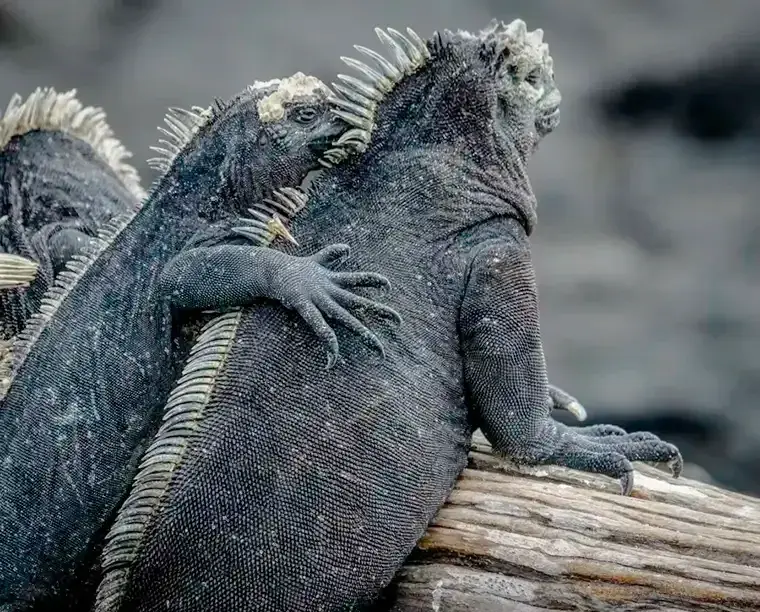 Two marine iguanas hug on a log in the Galápagos Islands