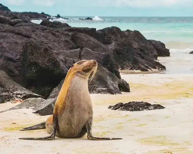 A sea lion sits on a beach in the Galápagos Islands