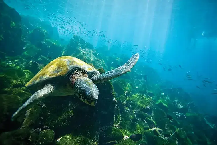 A sea turtle swims underwater in the Galápagos Islands