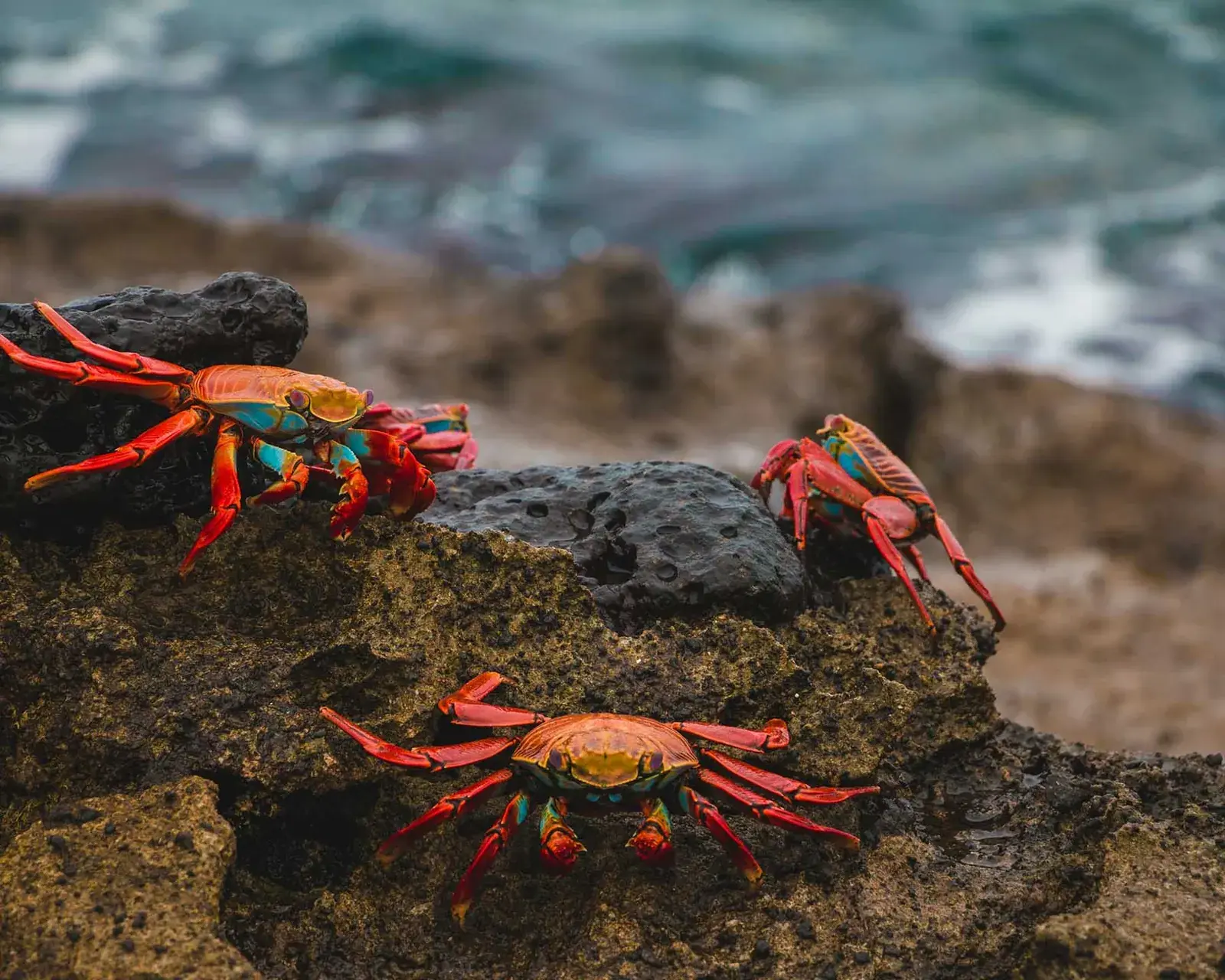 Colorful crabs sit on a rock along the coast in the Galápagos Islands