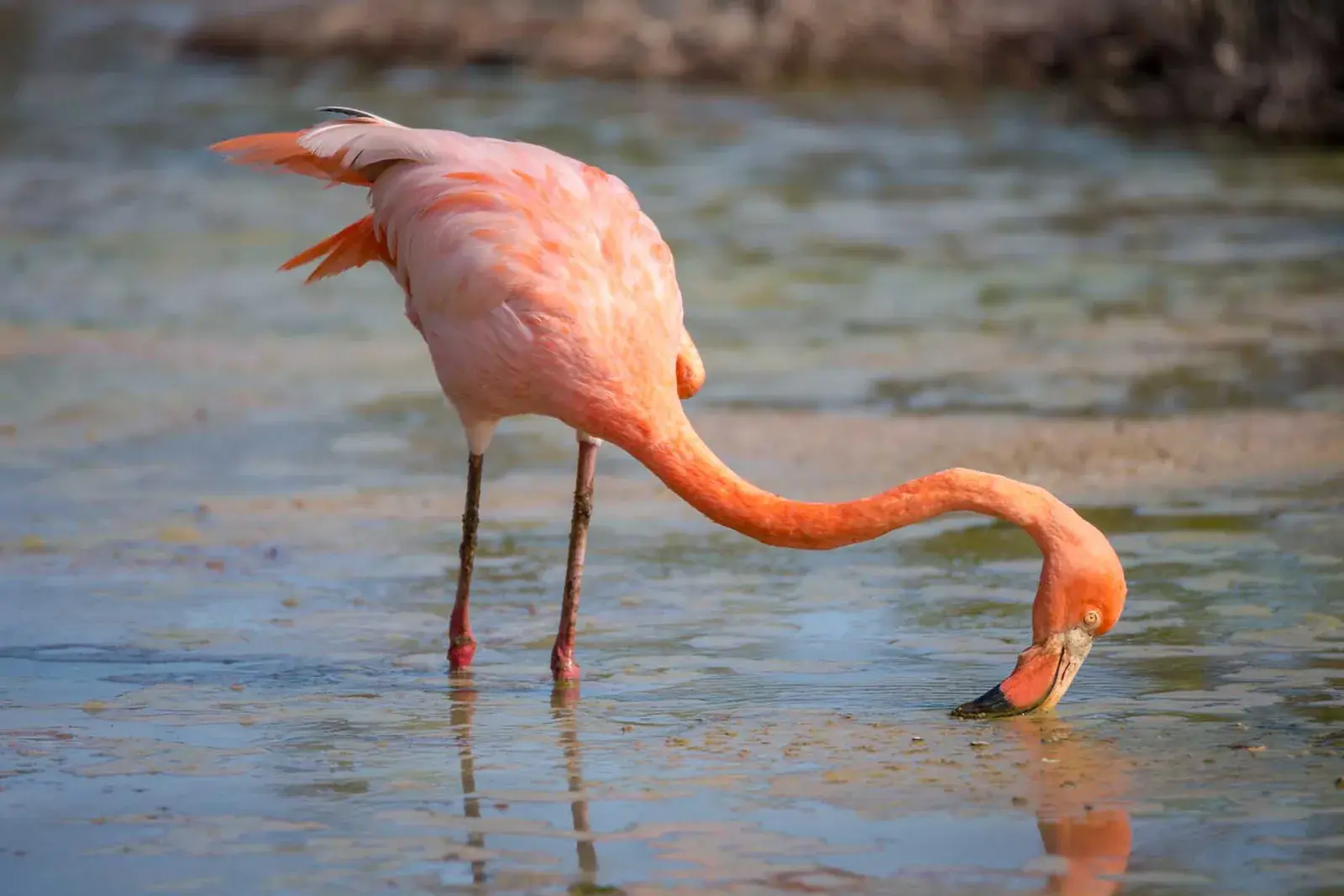 A flamingo sticks its beak underwater in the Galápagos Islands