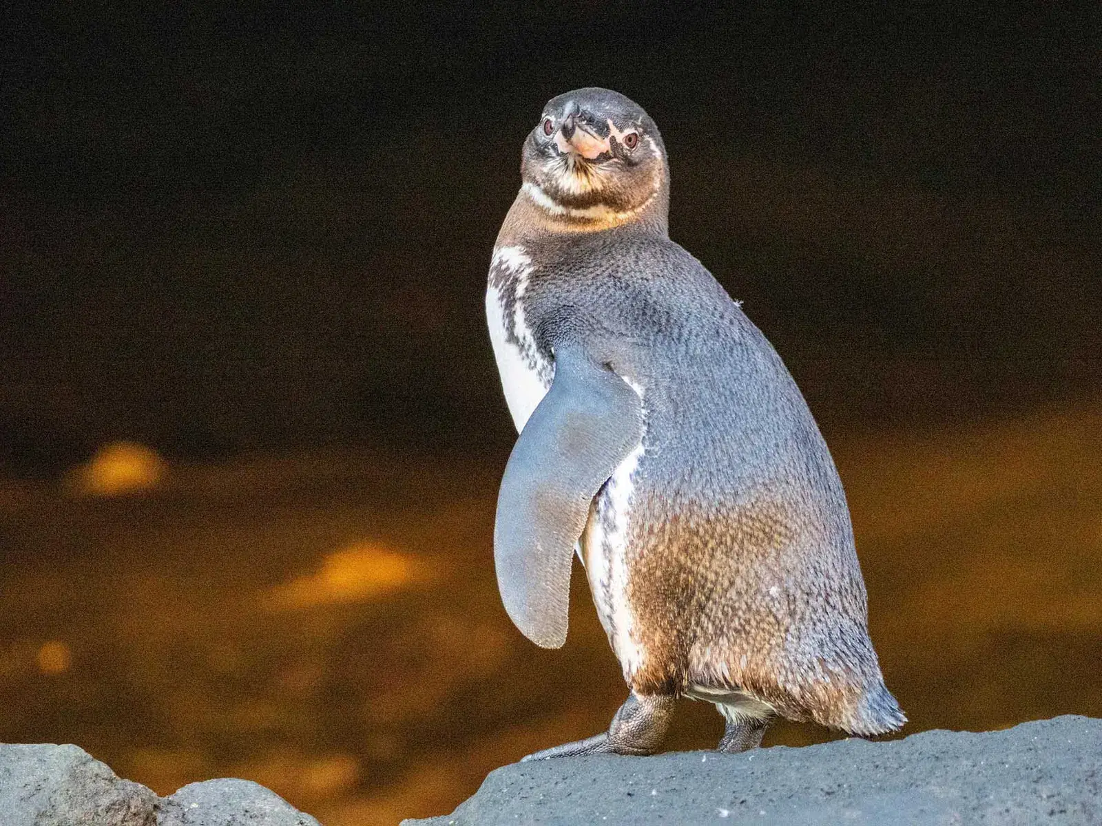 An adult Galápagos penguin, Spheniscus mendiculus, on the rocks in Urbina Bay, Galápagos Islands, Ecuador.