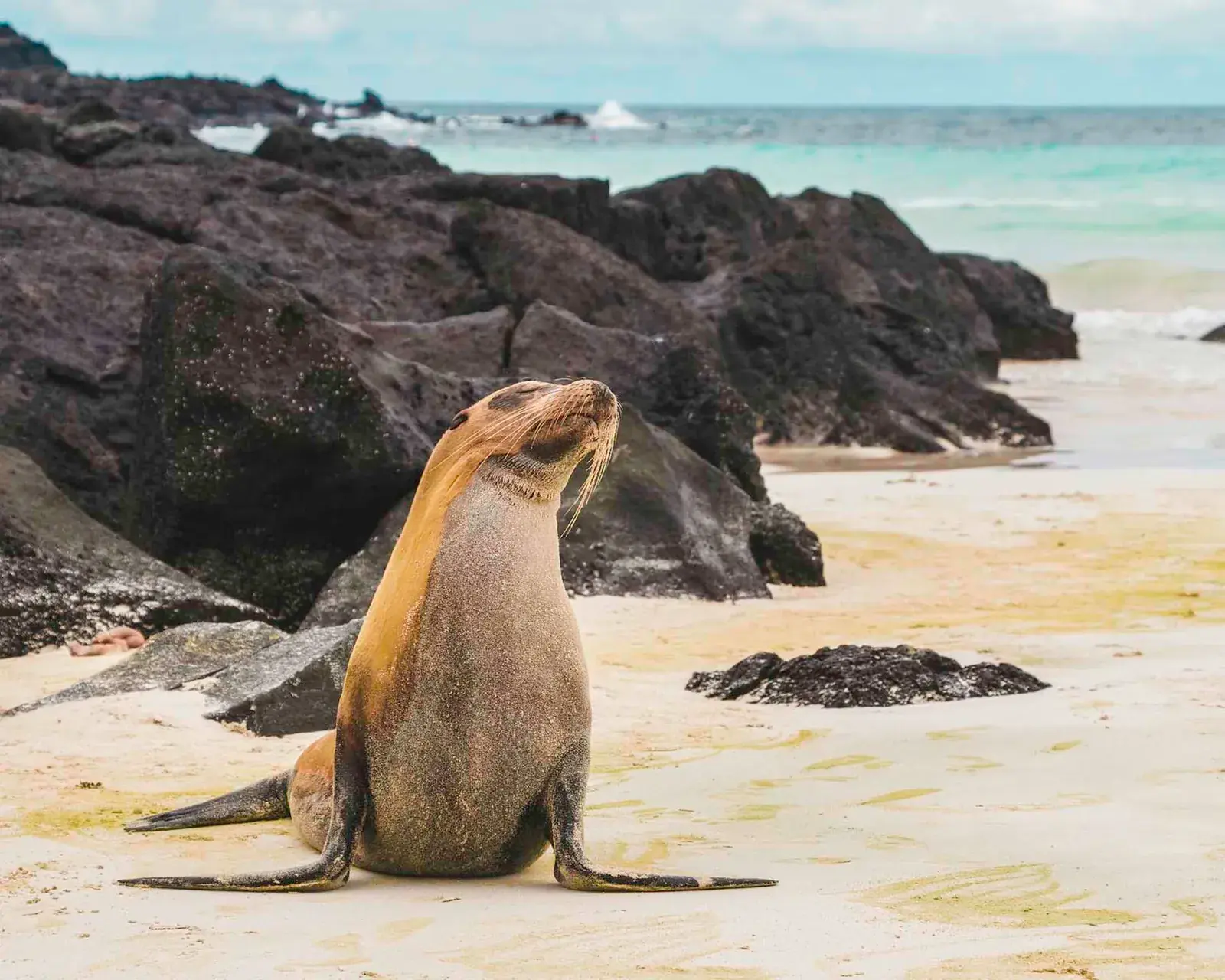 A sea lion sits proudly on a beach in the Galápagos Islands