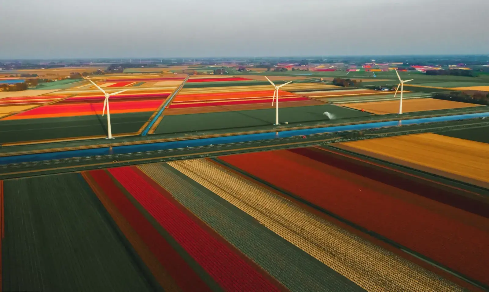 Aerial view of tulip fields in the Netherlands