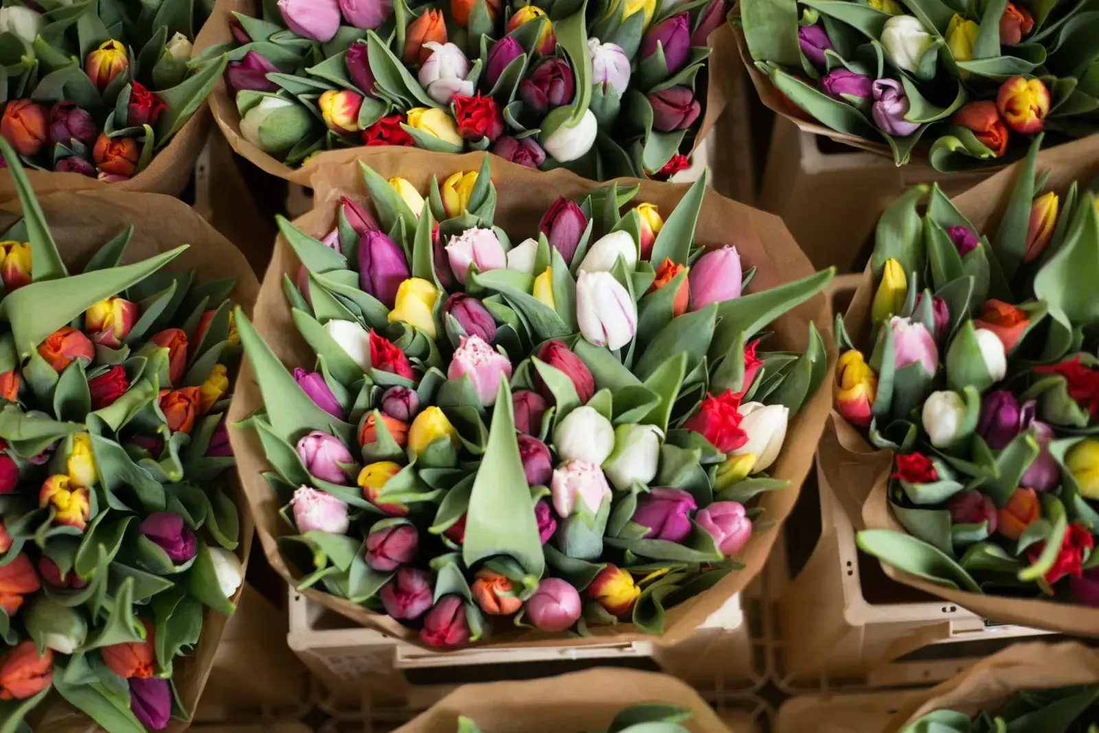 Bags of tulips