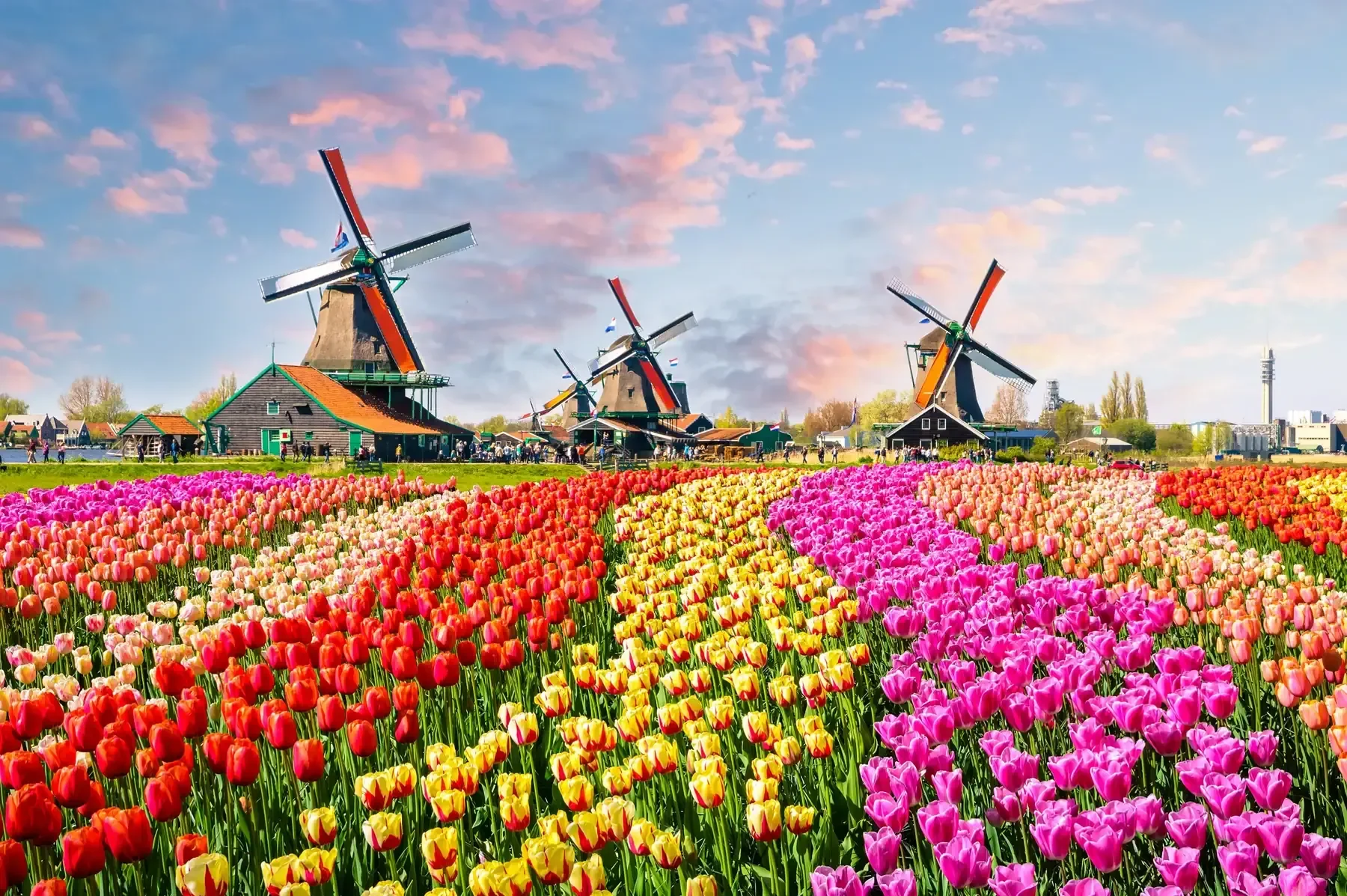 Tulip fields and windmills in Holland