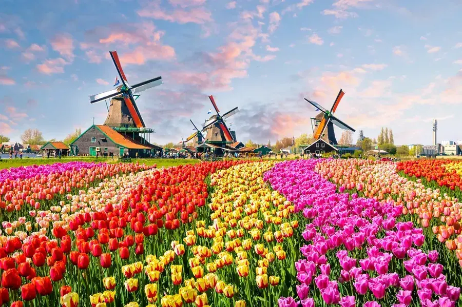 Tulip fields and windmills in Holland