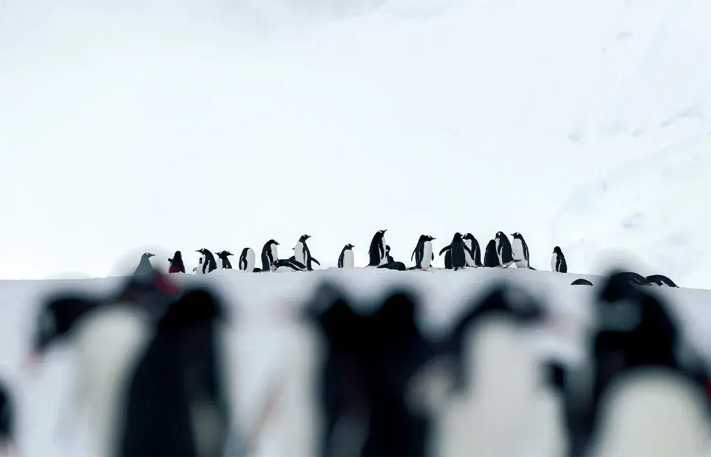 A colony of penguins on a snowy hillside in Antarctica