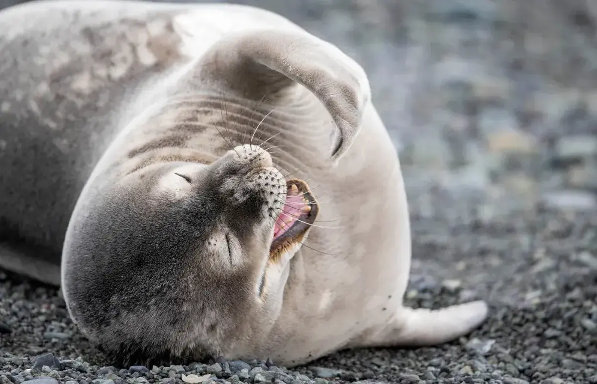 A seal at rest on a rocky Antarctic shore