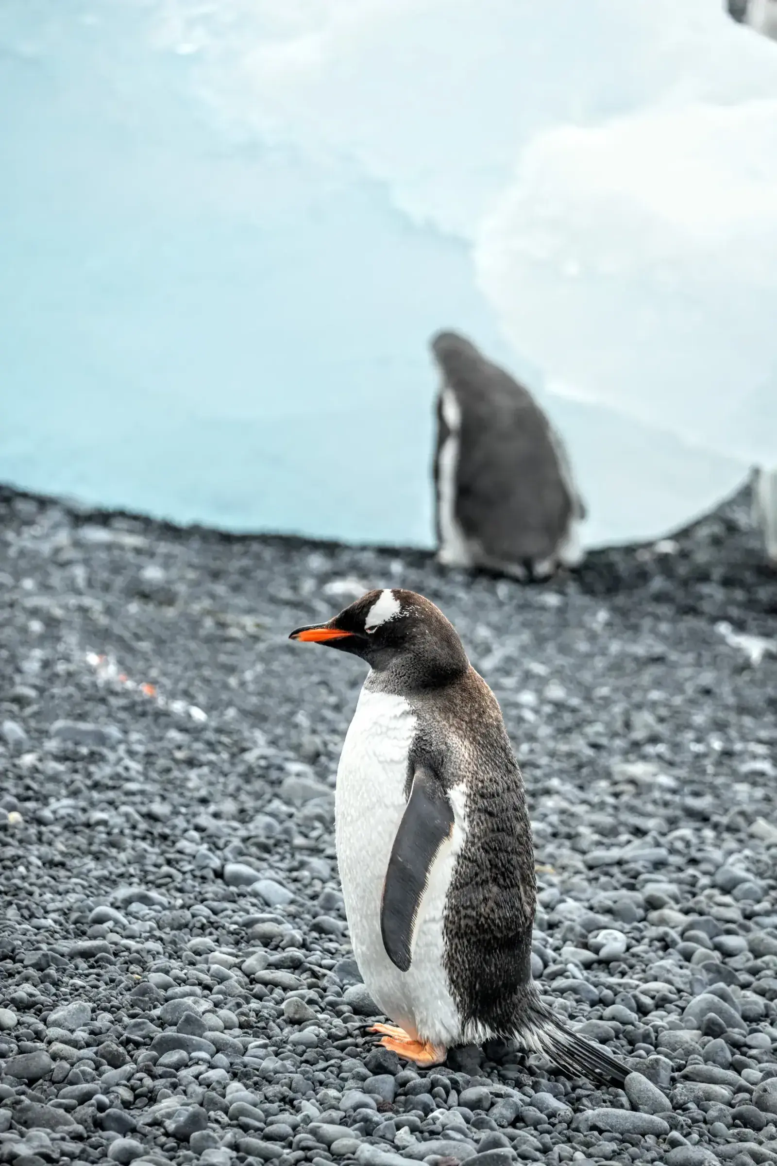 A penguin stands on a rocky shore in Antarctica