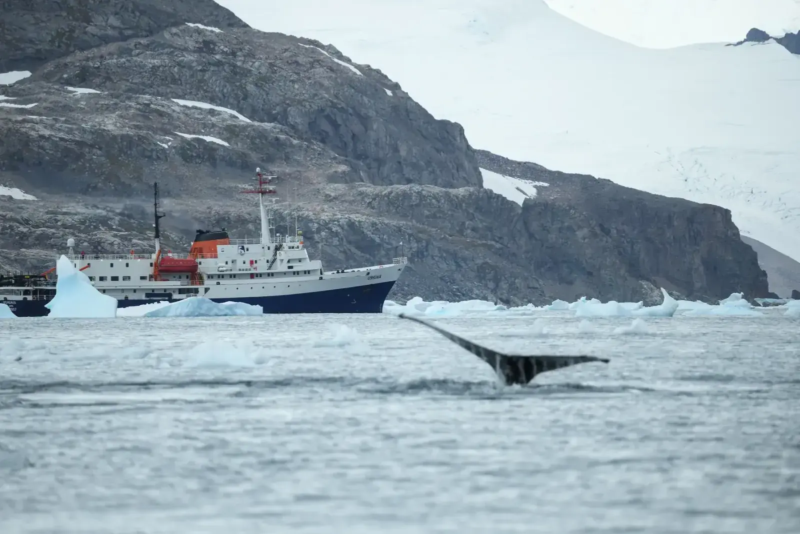 A whale's tail appears above the water in Antarctica