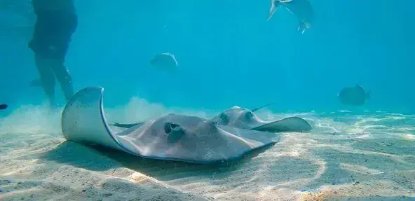 Stingray encounter excursion in the shallow lagoons of French Polynesia