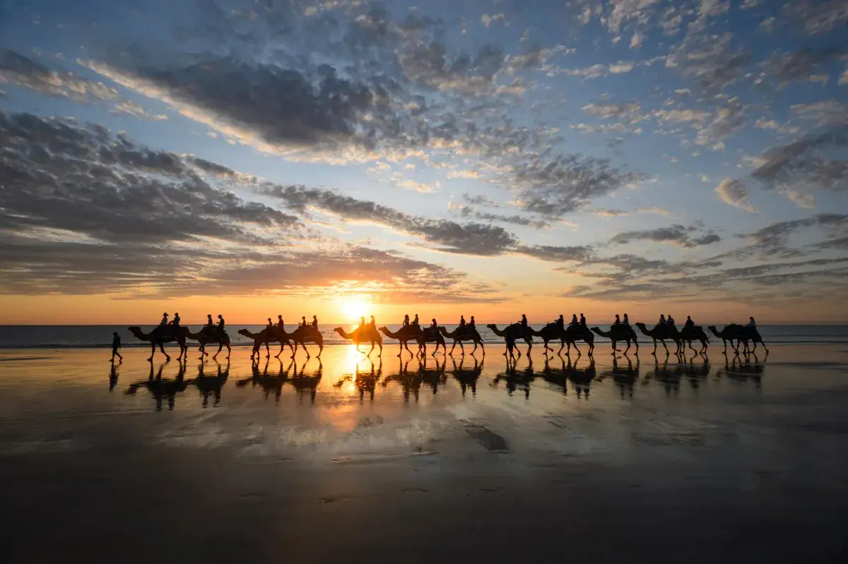 Camels trek past sunset on a Kimberley beach