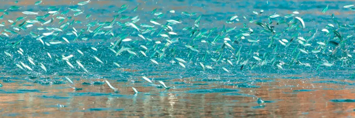 Lacepede Island birds in the Kimberley, Australia