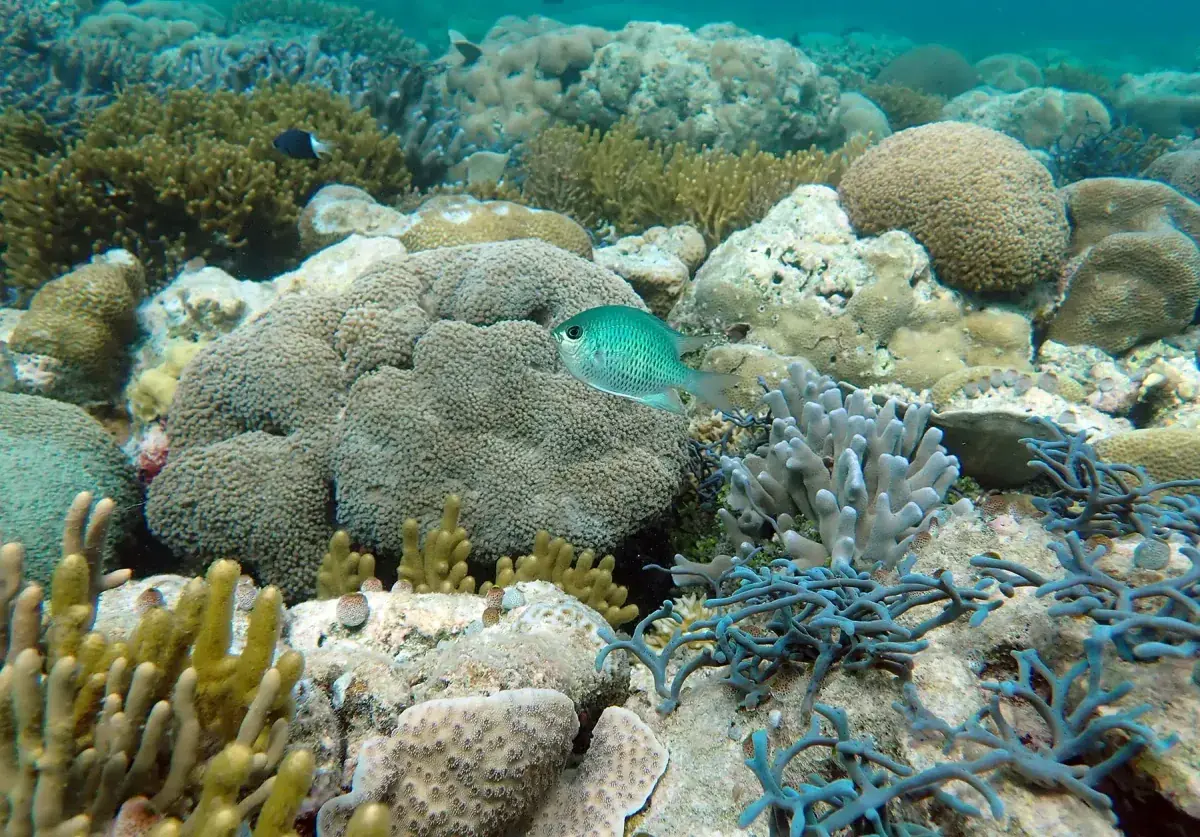 Ashmore Reef underwater with coral