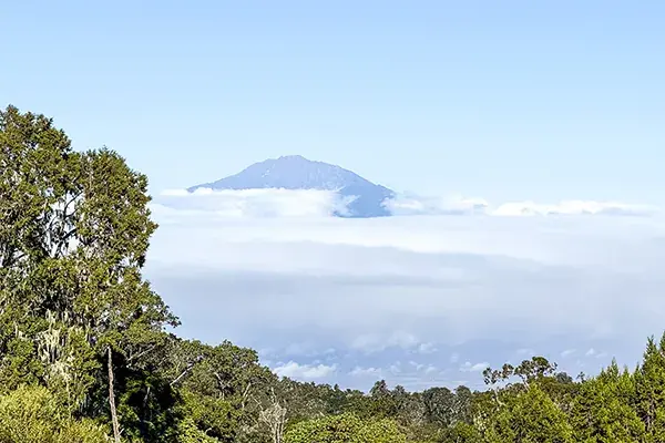 Trees and fog with Kilimanjaro in the distance