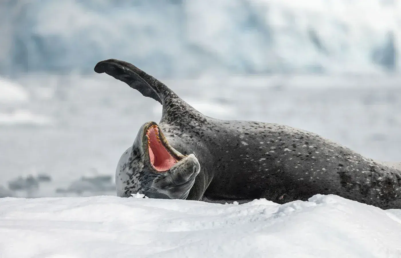 A seal yawns in Antarctica