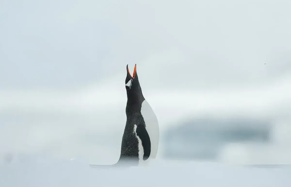 A penguin points its beak toward the sky in snow