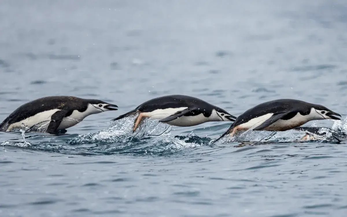 Penguins swimming together
