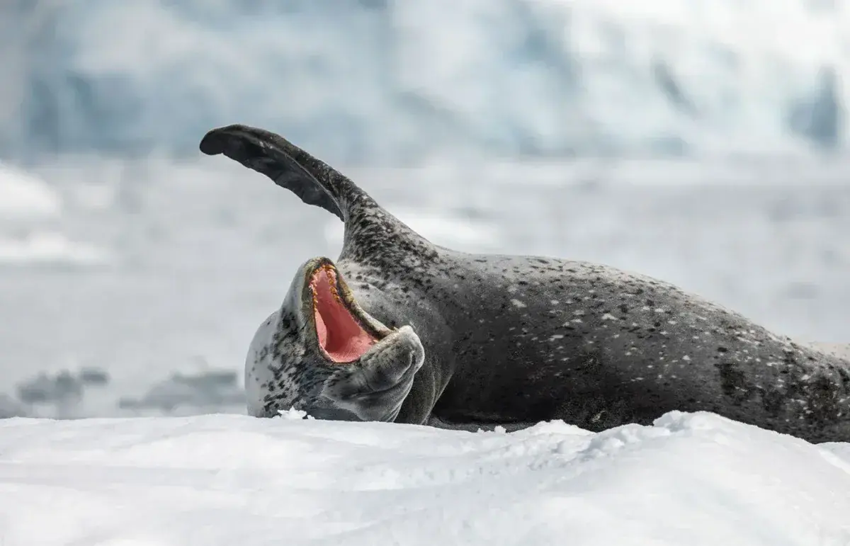 A seal yawns on a snowy surface in Antarctica
