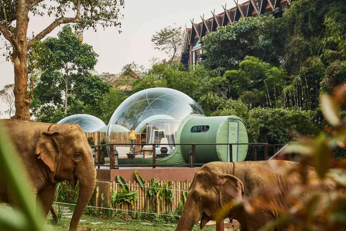 Elephants graze below transparent jungle bubble suites at a northern Thai resort