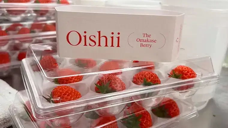 Gourmet strawberries in rubber hammocks