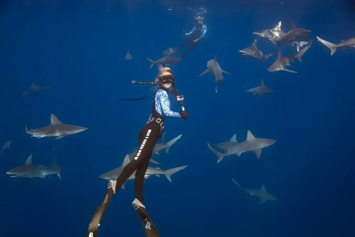 A freediver films among a group of sharks in the deep blue water off Oahu