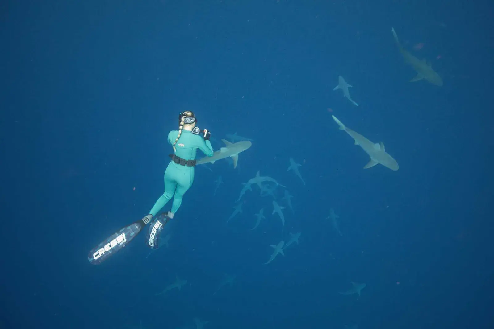 A free diver swims, surrounded by sharks