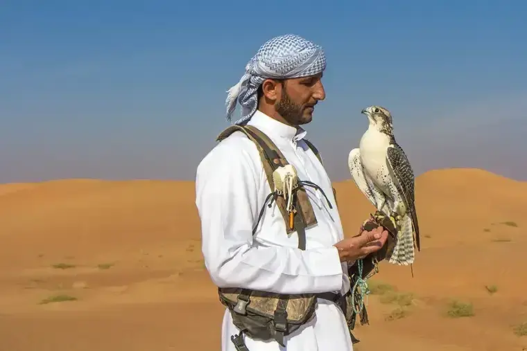 Falconry display UAE desert