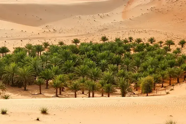 Liwa Oasis date palms