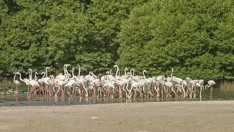 Flamingo UAE mangroves