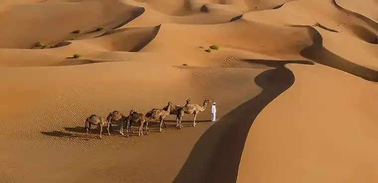 Aerial view of camels trekking across the desert of the Empty Quarter