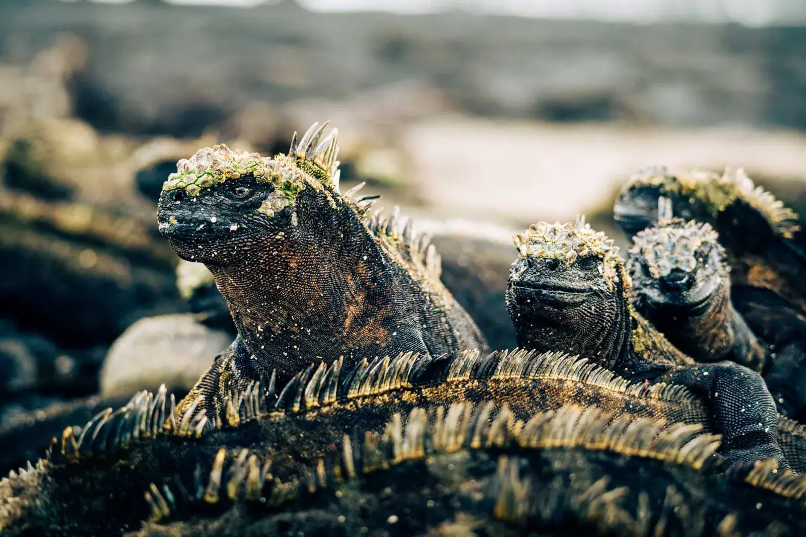 Marine iguanas lounge in the Galapagos Islands