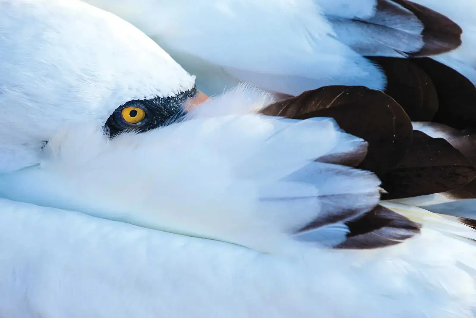 A nazca booby hides its beak under its wing in the Galapagos Islands