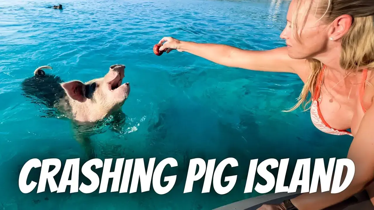 The Lockwood family swimming with pigs on Pig Island in the Exumas, Bahamas